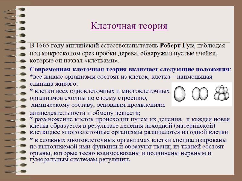 Клеточная теория  В 1665 году английский естествоиспытатель Роберт Гук, наблюдая под микроскопом срез